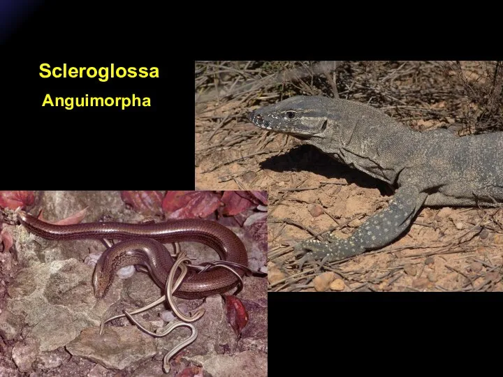 Scleroglossa Anguimorpha
