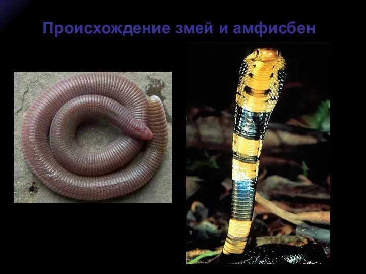 Происхождение змей и амфисбен