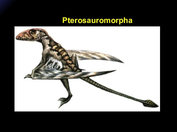 Pterosauromorpha