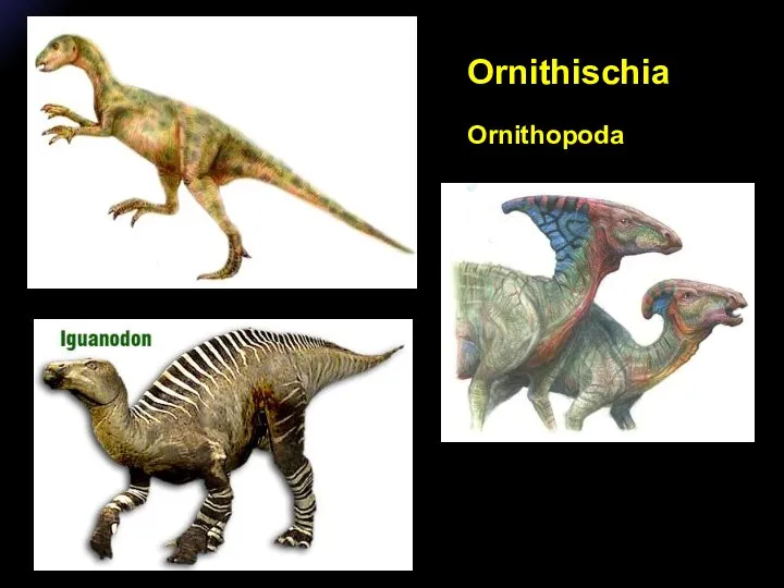 Ornithopoda Ornithischia