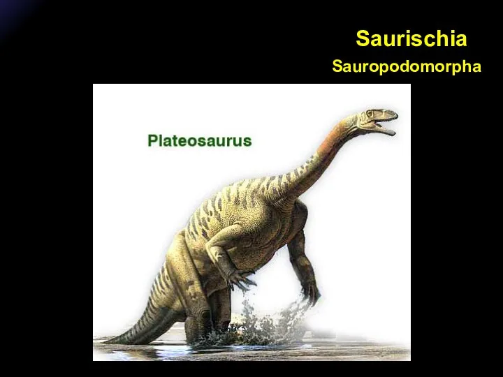 Saurischia Sauropodomorpha
