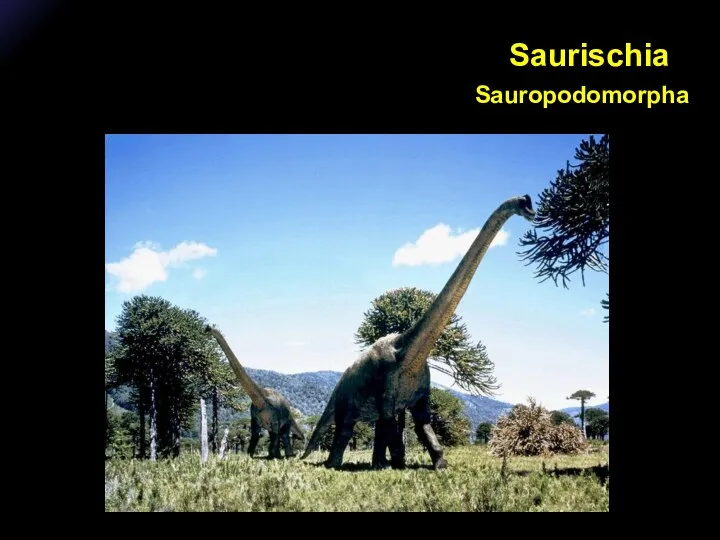 Saurischia Sauropodomorpha