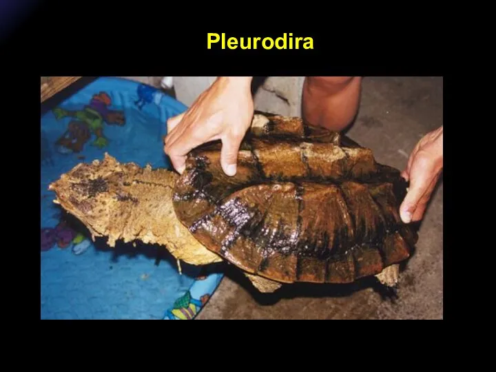 Pleurodira
