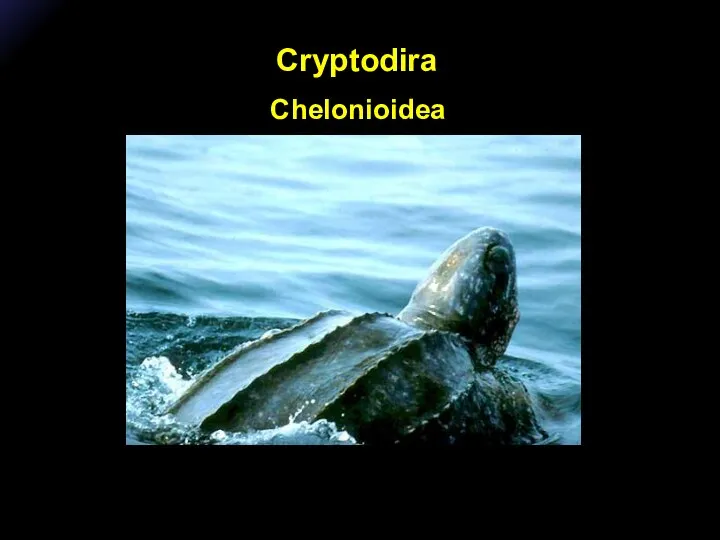 Cryptodira Chelonioidea