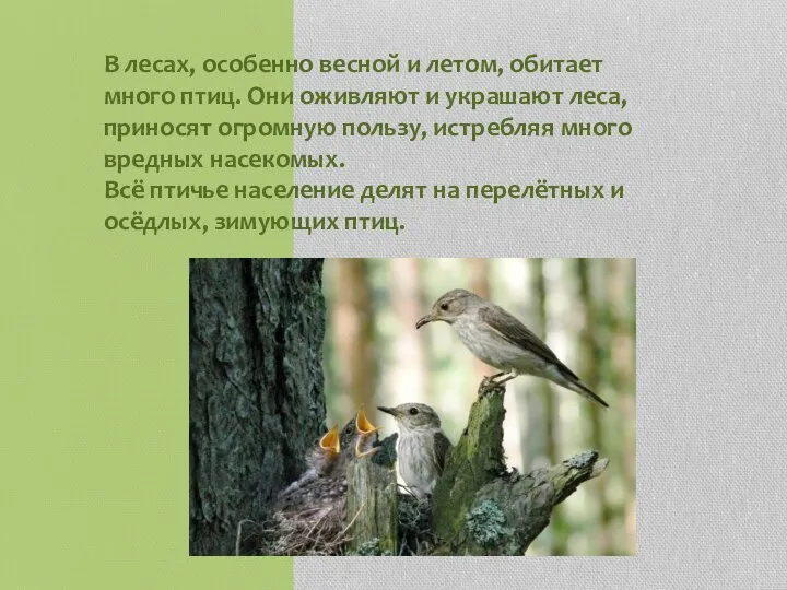 В лесах, особенно весной и летом, обитает много птиц. Они оживляют и