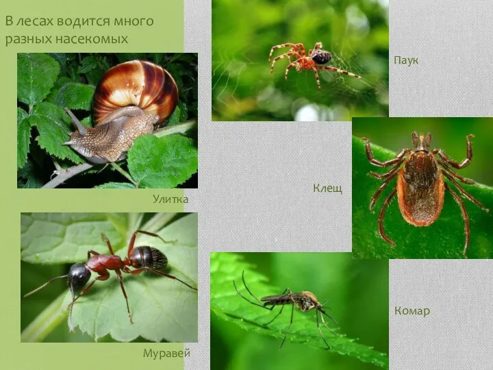В лесах водится много разных насекомых Улитка Муравей Паук Комар Клещ