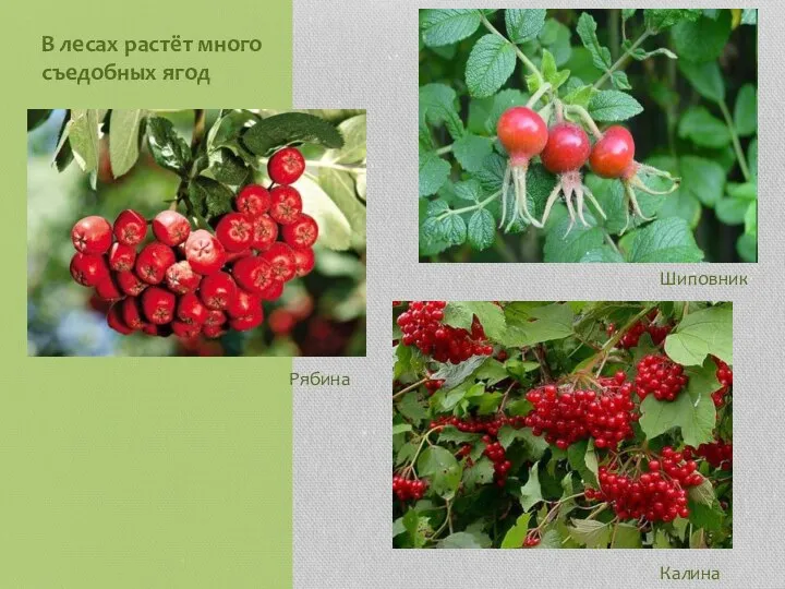 В лесах растёт много съедобных ягод Шиповник Рябина Калина