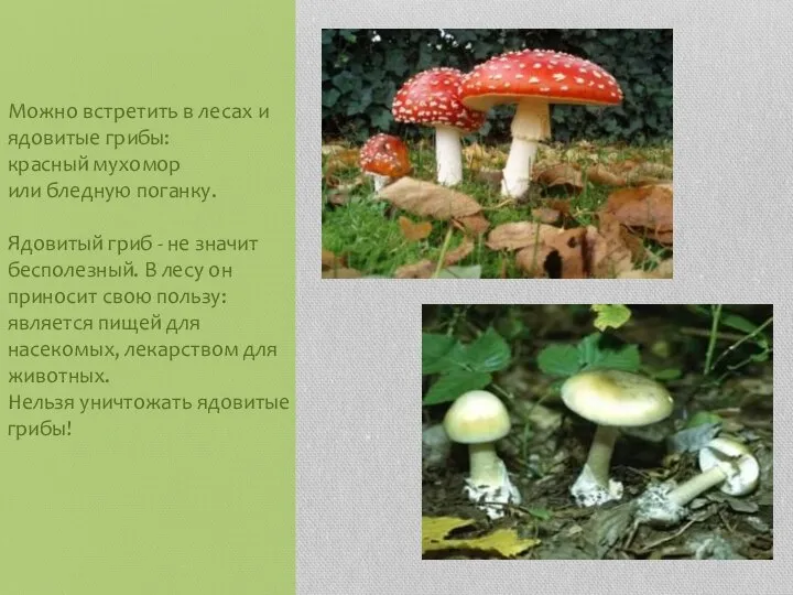 Можно встретить в лесах и ядовитые грибы: красный мухомор или бледную поганку.