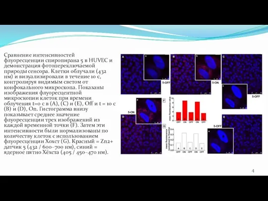 Сравнение интенсивностей флуоресценции спиропирана 5 в HUVEC и демонстрация фотопереключаемой природы сенсора.