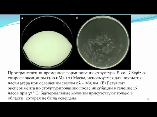 Пространственно-временное формирование структуры E. coli CS1562 со спирофлоксацином (300 нМ). (A) Маска,