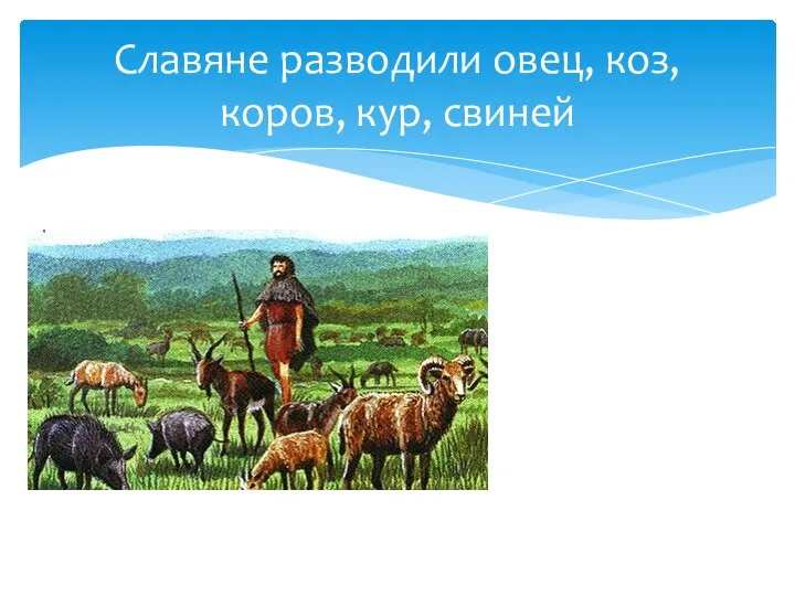 Славяне разводили овец, коз, коров, кур, свиней