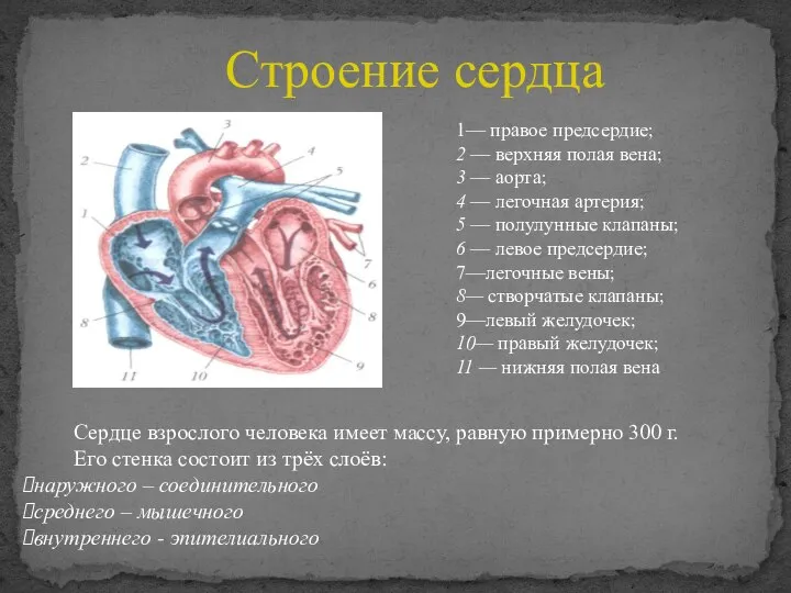 Сердце взрослого человека имеет массу, равную примерно 300 г. Его стенка состоит