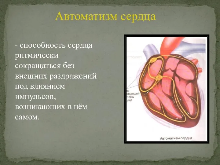 Автоматизм сердца - способность сердца ритмически сокращаться без внешних раздражений под влиянием