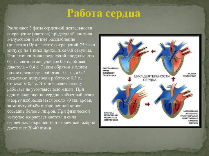 Различают 3 фазы сердечной деятельности : сокращение (систола) предсердий, систола желудочков и