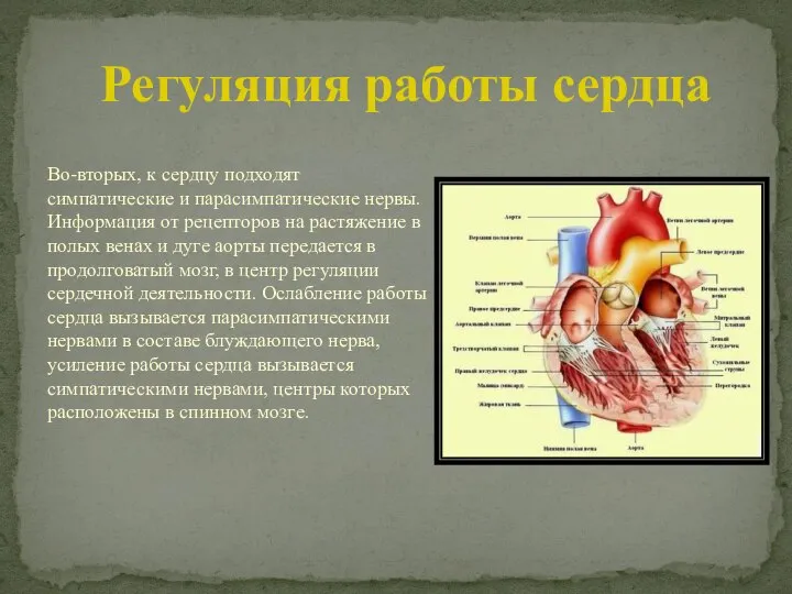 Во-вторых, к сердцу подходят симпатические и парасимпатические нервы. Информация от рецепторов на