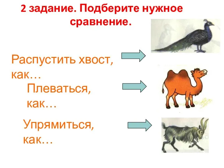 Распустить хвост, как… Упрямиться, как… Плеваться, как… 2 задание. Подберите нужное сравнение.