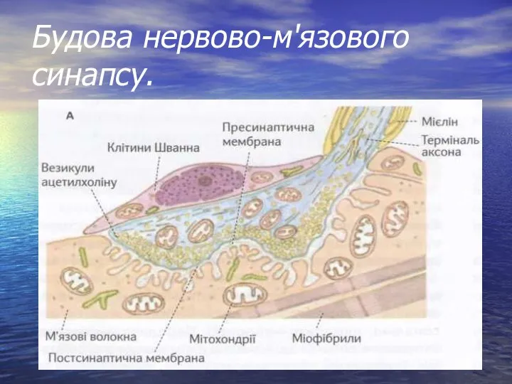 Будова нервово-м'язового синапсу.