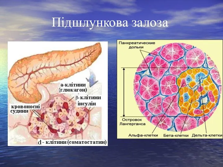 Підшлункова залоза