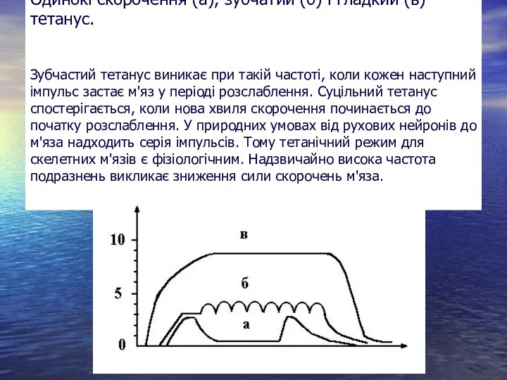 Одинокі скорочення (а), зубчатий (б) і гладкий (в) тетанус. Зубчастий тетанус виникає