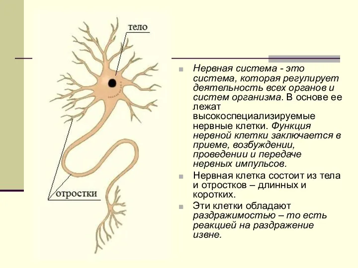 Нервная система - это система, которая регулирует деятельность всех органов и систем