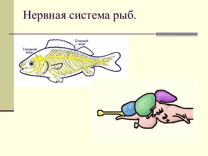 Нервная система рыб.
