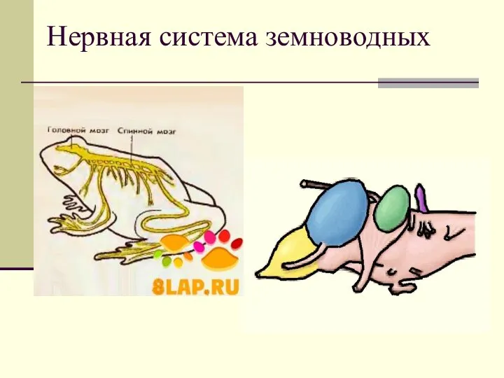 Нервная система земноводных