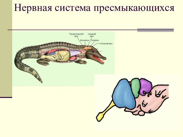 Нервная система пресмыкающихся