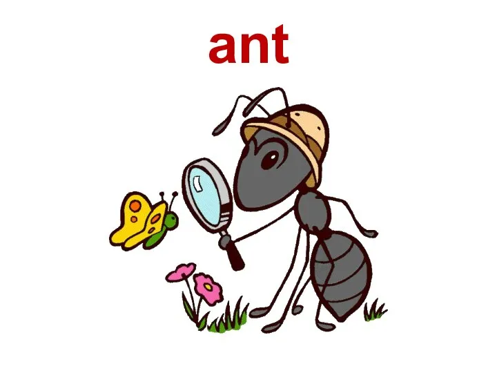 ant