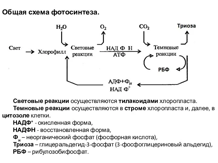 Общая схема фотосинтеза. Световые реакции осуществляются тилакоидами хлоропласта. Темновые реакции осуществляются в