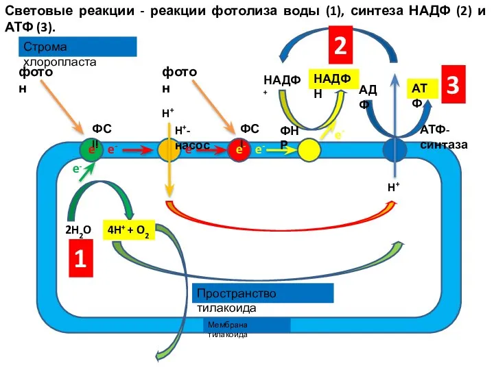 Световые реакции - реакции фотолиза воды (1), синтеза НАДФ (2) и АТФ