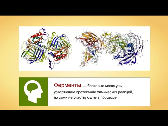 Ферменты —– белковые молекулы, ускоряющие протекание химических реакций, но сами не участвующие в процессе.