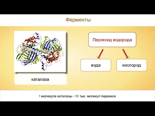 Ферменты каталаза Пероксид водорода вода кислород 1 молекула каталазы = 10 тыс. молекул перекиси