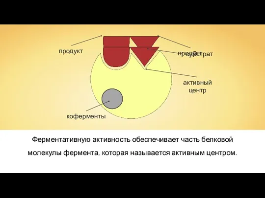 Ферментативную активность обеспечивает часть белковой молекулы фермента, которая называется активным центром.