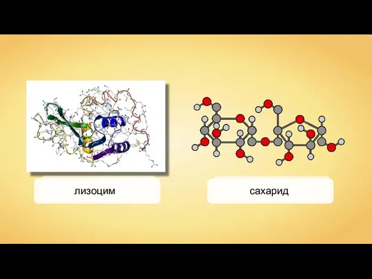 лизоцим сахарид
