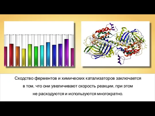 Сходство ферментов и химических катализаторов заключается в том, что они увеличивают скорость