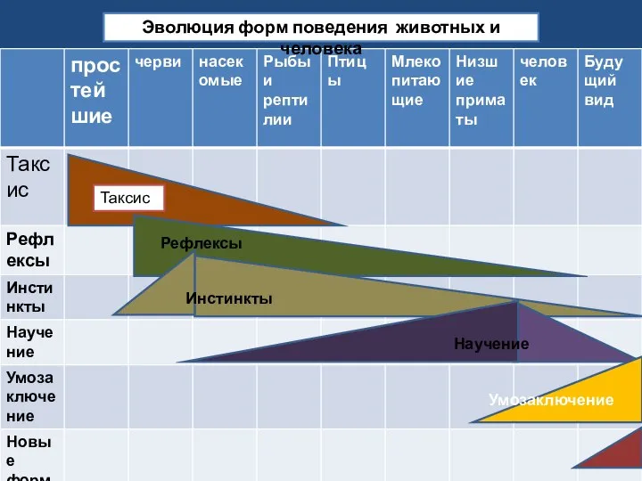 Эволюция форм поведения животных и человека Таксис Рефлексы Инстинкты Научение Умозаключение