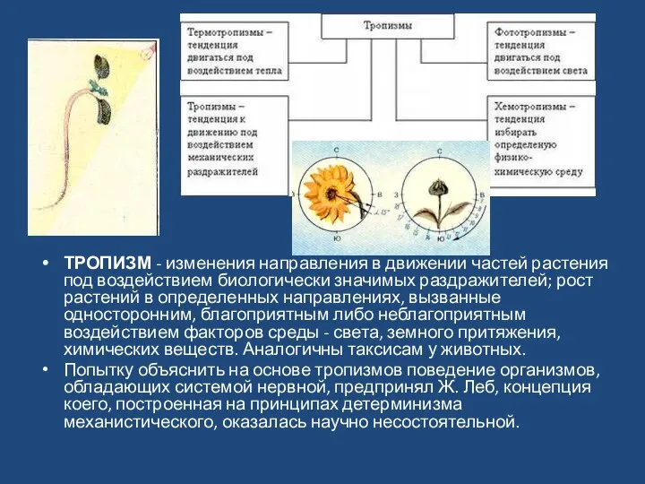 ТРОПИЗМ - изменения направления в движении частей растения под воздействием биологически значимых