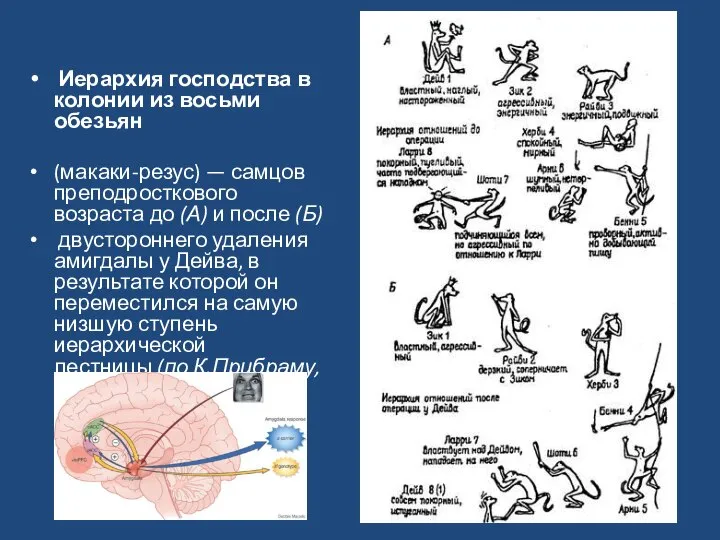 Иерархия господства в колонии из восьми обезьян (макаки-резус) — самцов преподросткового возраста