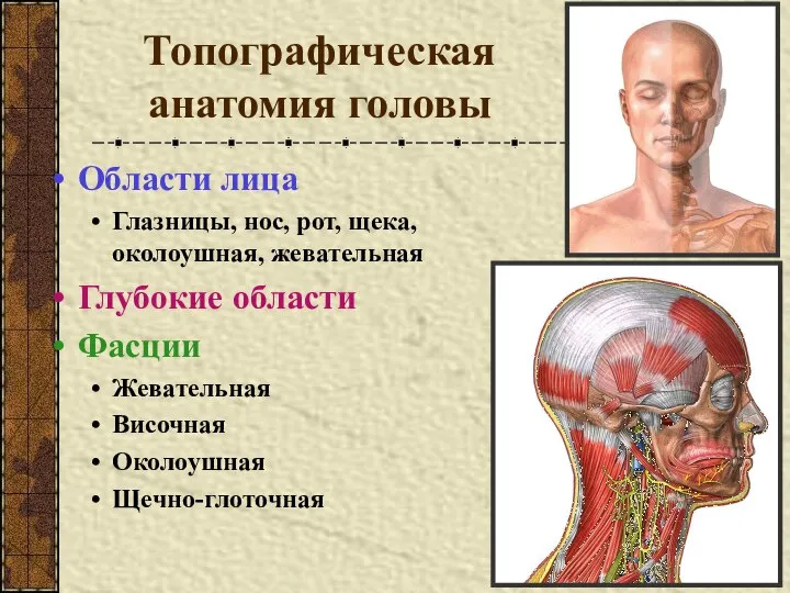 Топографическая анатомия головы Области лица Глазницы, нос, рот, щека, околоушная, жевательная Глубокие