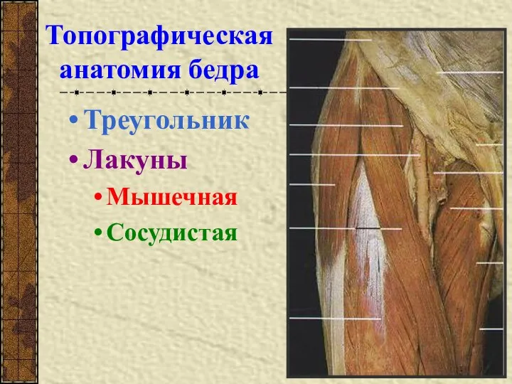 Топографическая анатомия бедра Треугольник Лакуны Мышечная Сосудистая