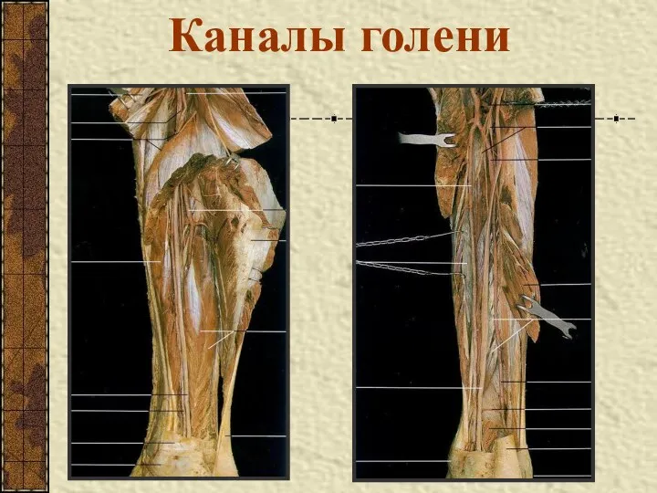 Каналы голени