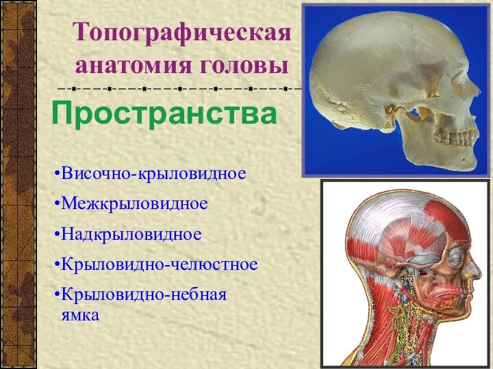 Топографическая анатомия головы Пространства Височно-крыловидное Межкрыловидное Надкрыловидное Крыловидно-челюстное Крыловидно-небная ямка