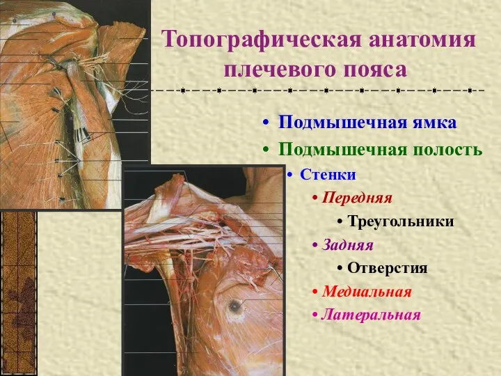 Топографическая анатомия плечевого пояса Подмышечная ямка Подмышечная полость Стенки Передняя Треугольники Задняя Отверстия Медиальная Латеральная