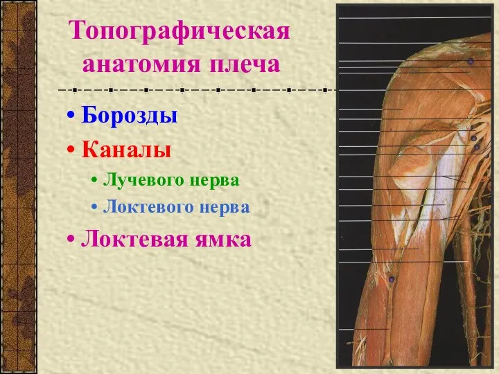 Топографическая анатомия плеча Борозды Каналы Лучевого нерва Локтевого нерва Локтевая ямка