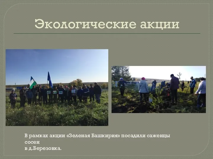 Экологические акции В рамках акции «Зеленая Башкирия» посадили саженцы сосен в д.Березовка.