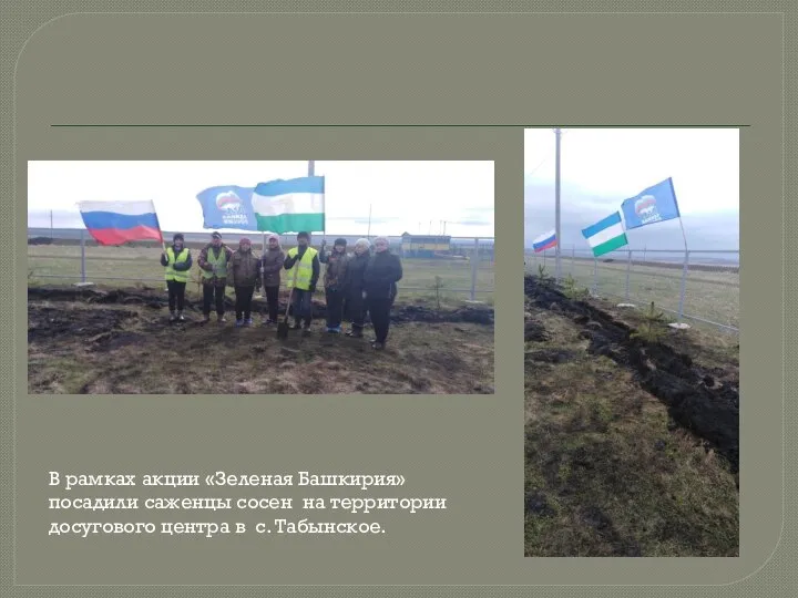 В рамках акции «Зеленая Башкирия» посадили саженцы сосен на территории досугового центра в с. Табынское.