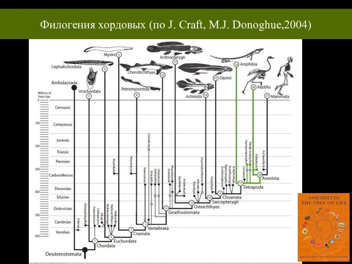 Филогения хордовых (по J. Craft, M.J. Donoghue,2004)