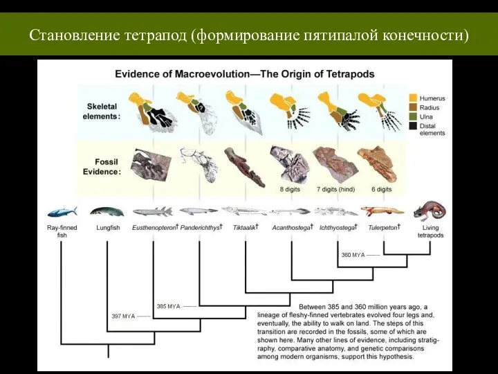 Становление тетрапод (формирование пятипалой конечности)