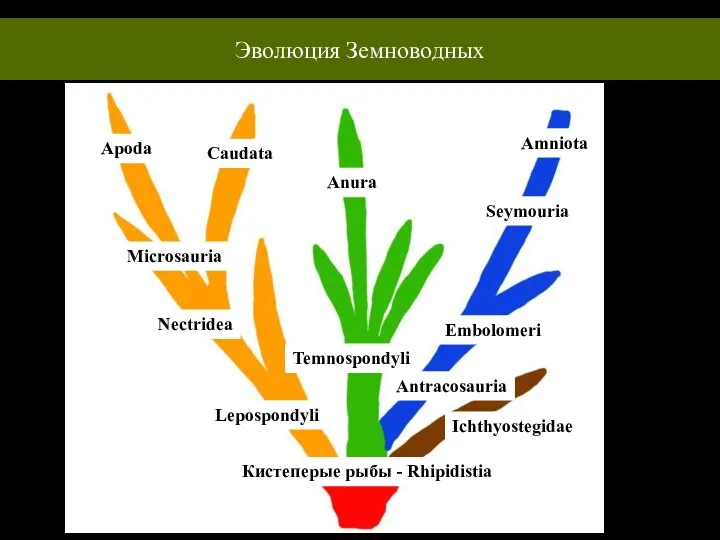 Кистеперые рыбы - Rhipidistia Lepospondyli Nectridea Microsauria Apoda Temnospondyli Anura Antracosauria Embolomeri