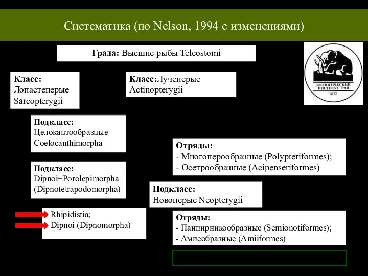 Систематика (по Nelson, 1994 с изменениями) Града: Высшие рыбы Teleostomi Класс: Лопастеперые